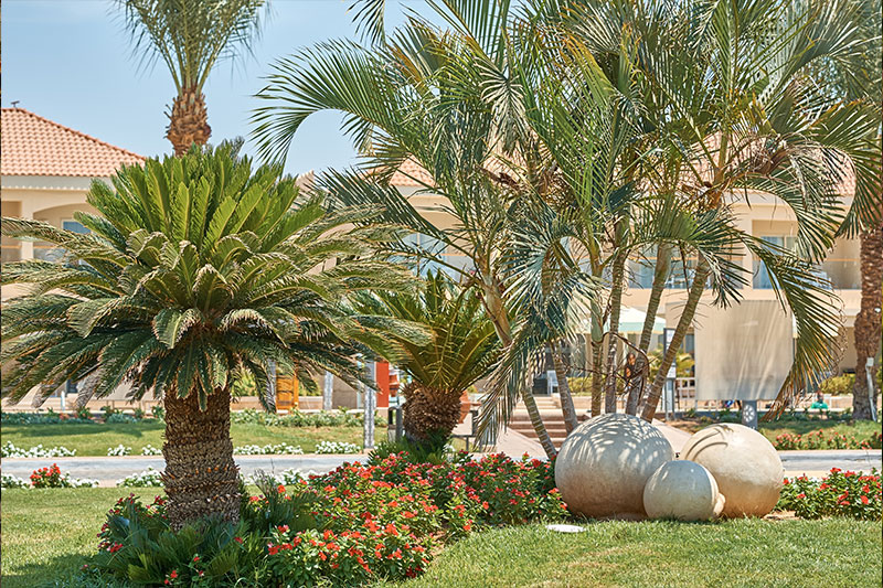 green garden palm trees